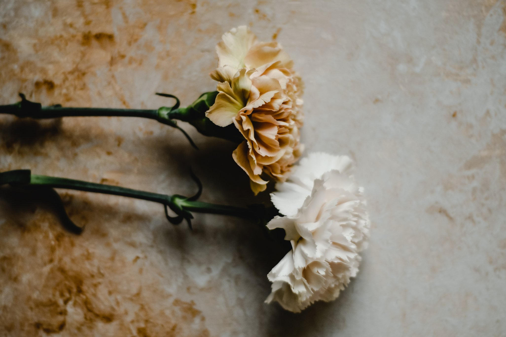 Carnation Flowers in Marble Surface