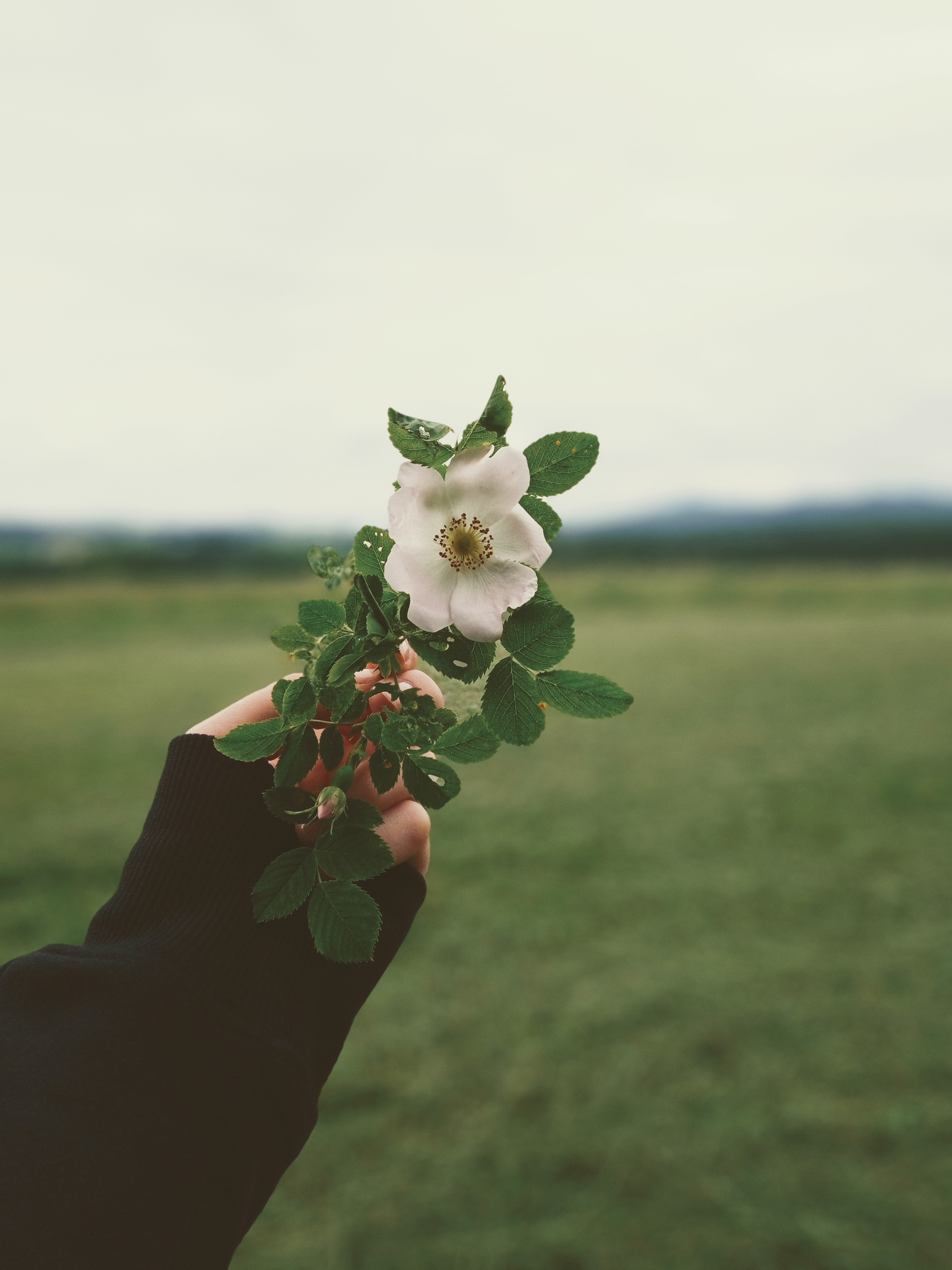 Person Holding a Flower